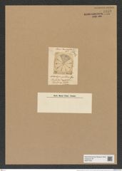 Aulacodiscus pallidus Grev. (de-Toni-Nr.: Genus 182, Species 4553) Zeichnungen Sammlung Grunow Nr. 8159 (NHMW-BOT-W0377523)